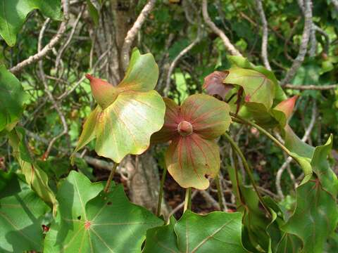 Image of Hawai'i treecotton