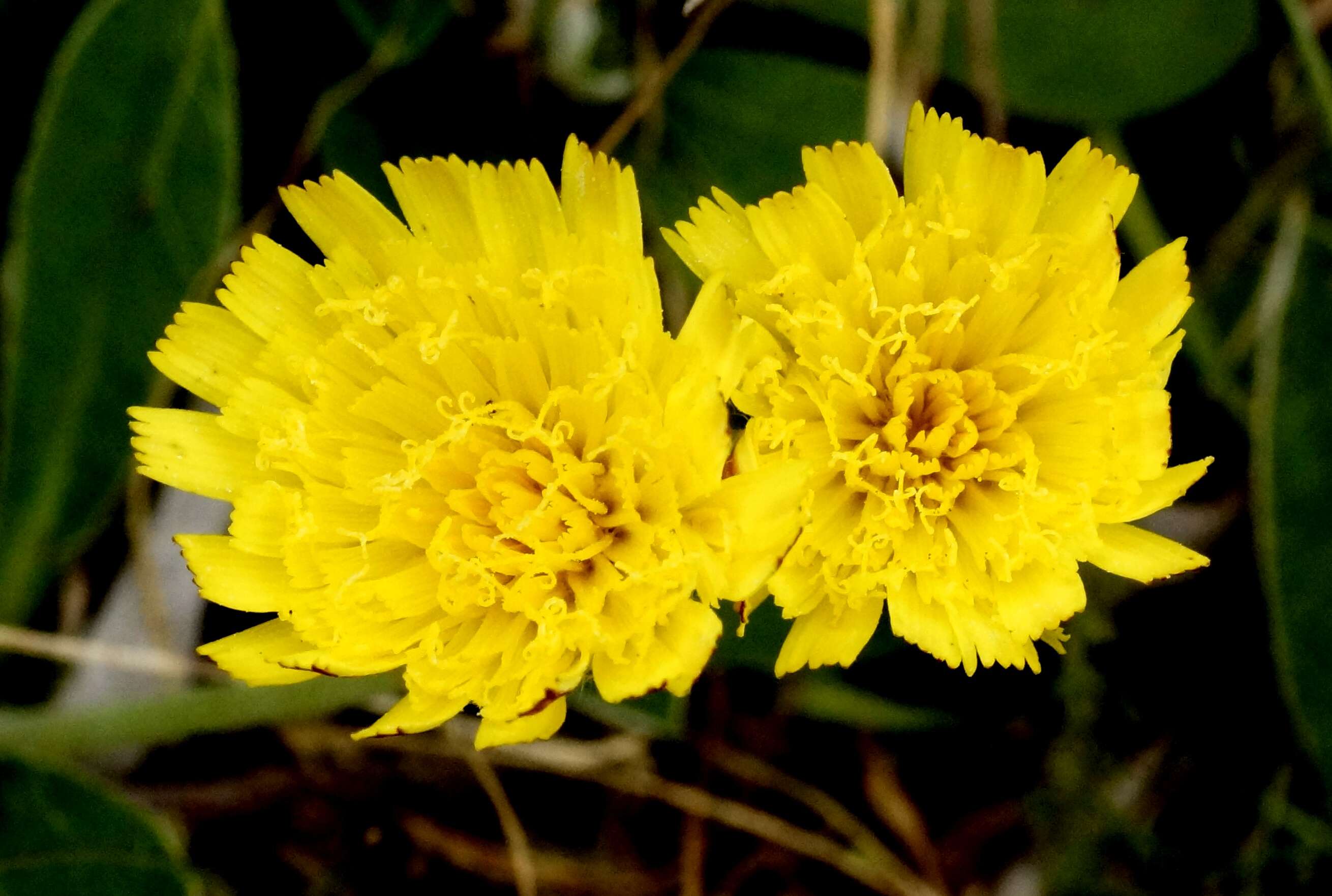 Image of Hawkweeds