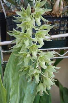 Image of Clowesia russelliana (Hook.) Dodson