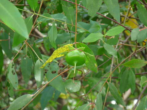 Image of Sonneratia caseolaris (L.) A. Engl.