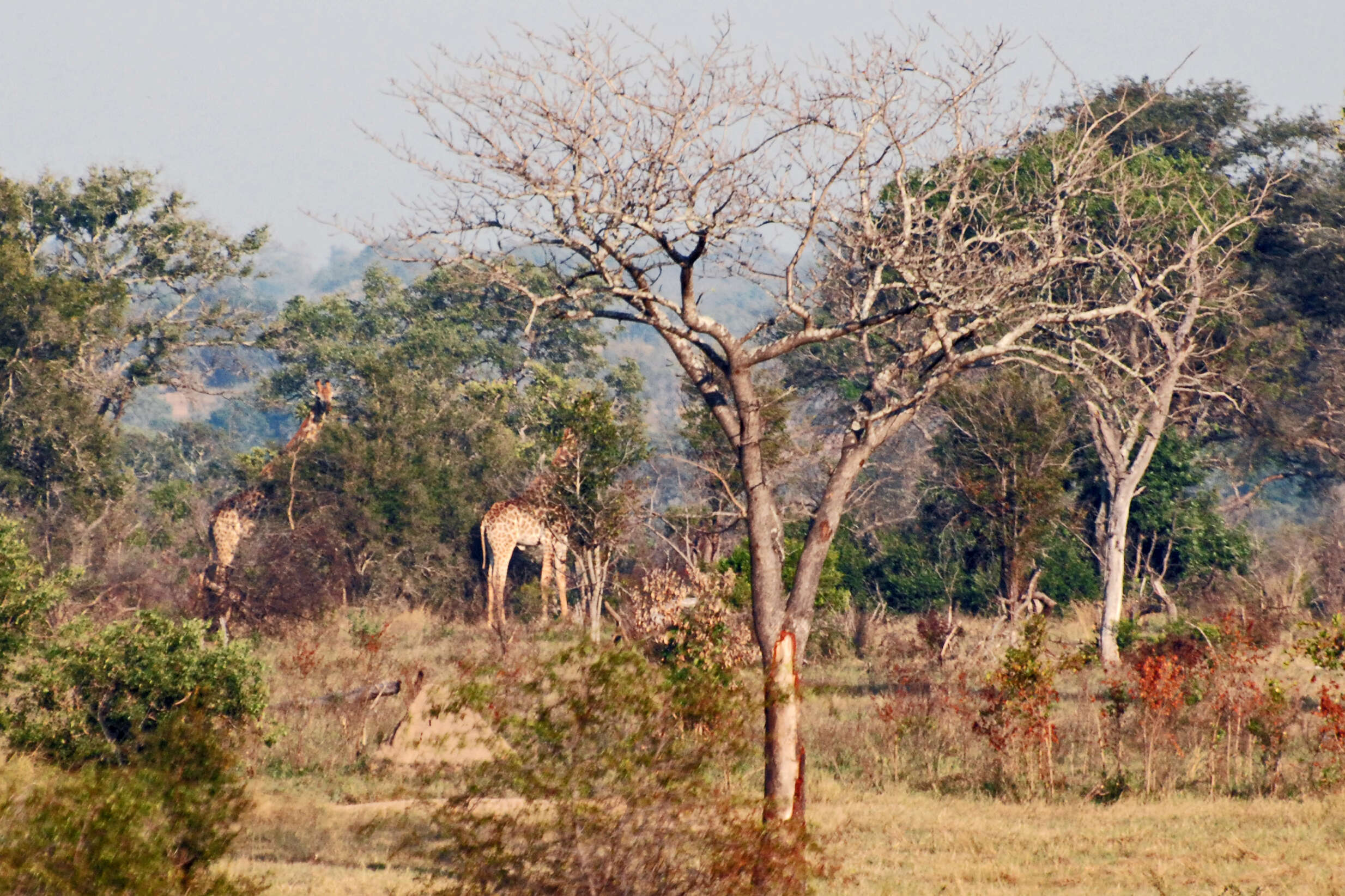 Image of Giraffes