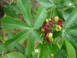 Sivun Jatropha excisa Griseb. kuva