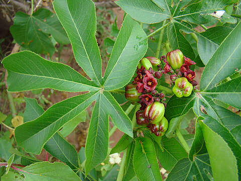 Image of Jatropha excisa Griseb.