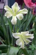 Imagem de Gladiolus tristis L.