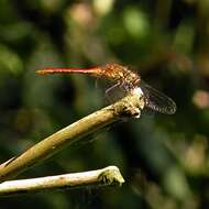 Image of Sympetrum Newman 1833