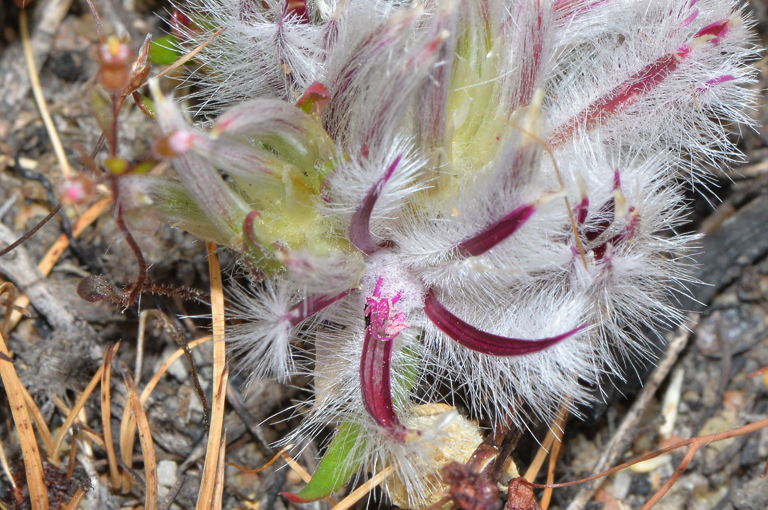 Image of Ptilotus declinatus Nees