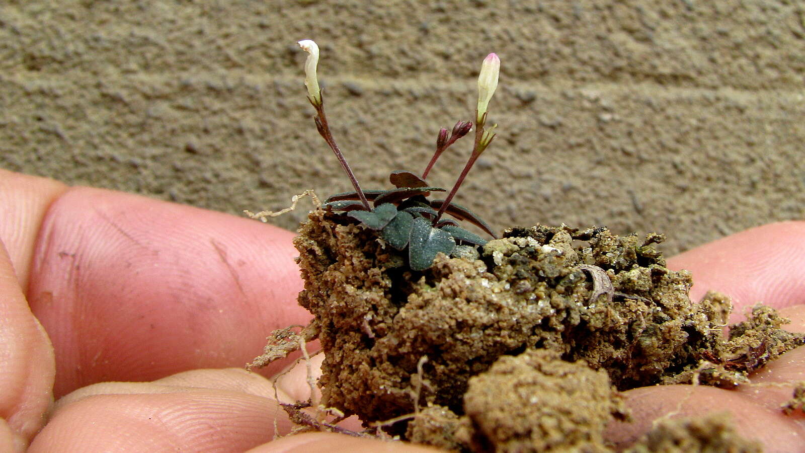 Spigelia genuflexa Popovkin & Struwe的圖片