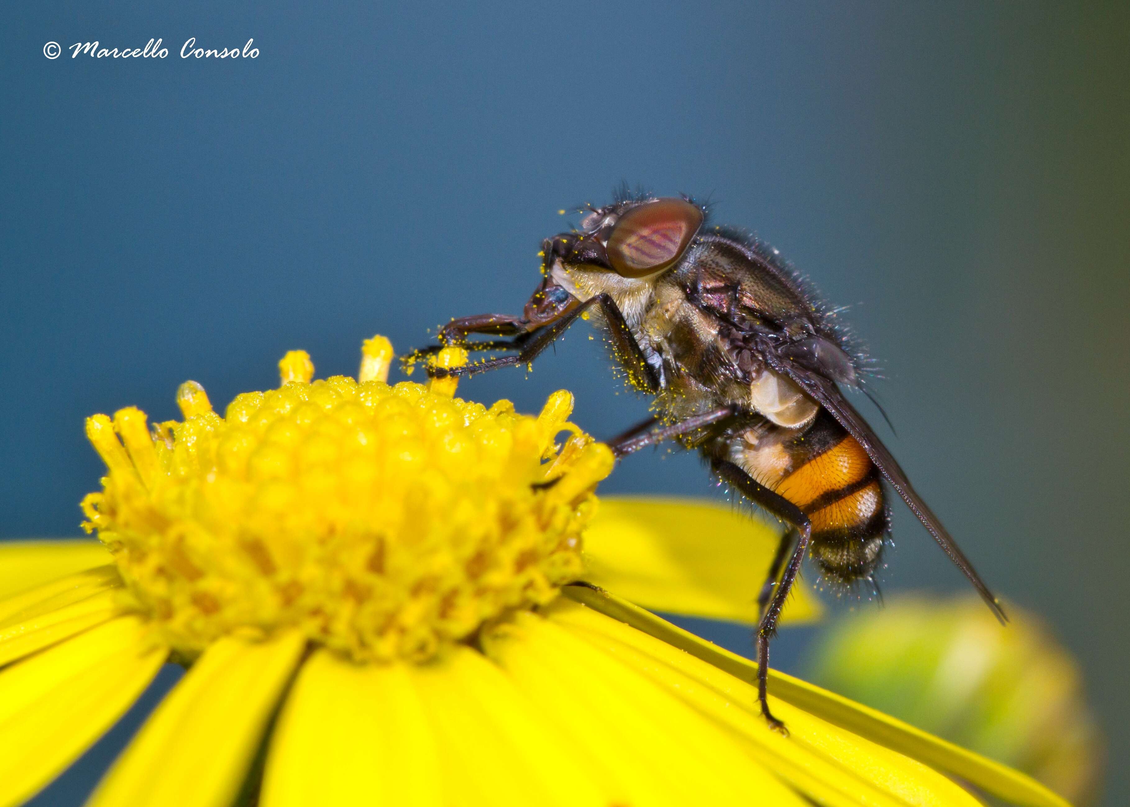 Rhiniidae resmi