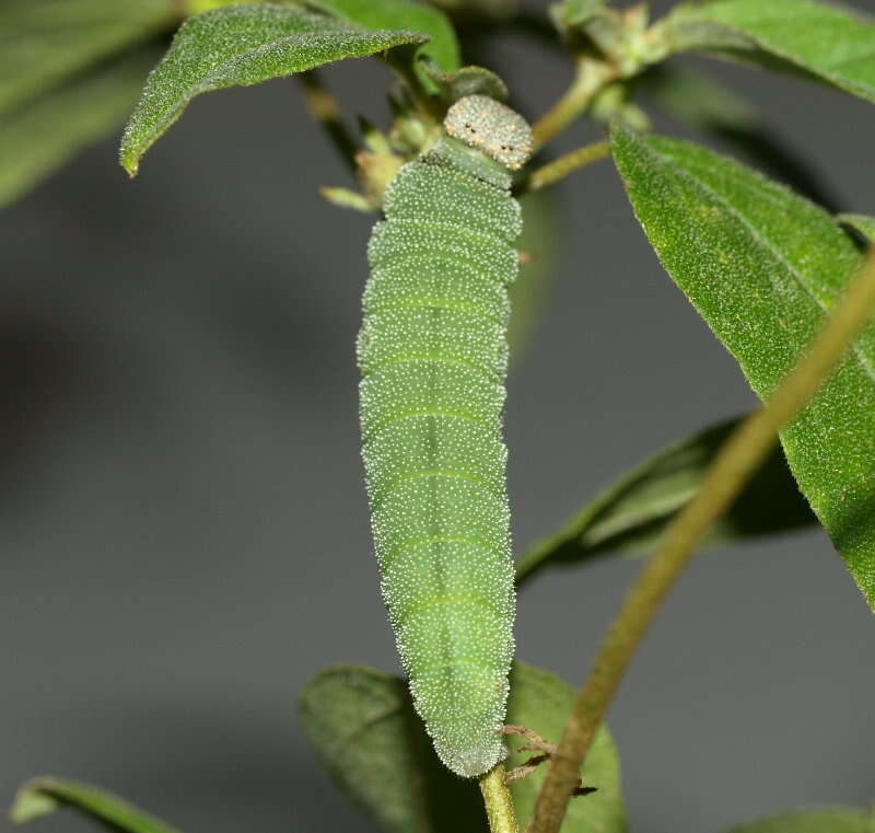 Image of Leafwings