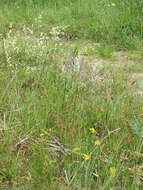 Image of Junegrass