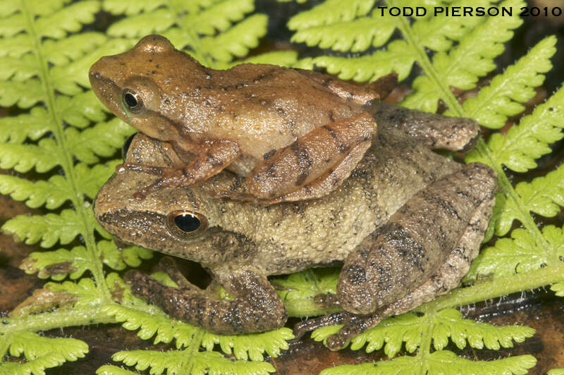 Image of Spring Peeper