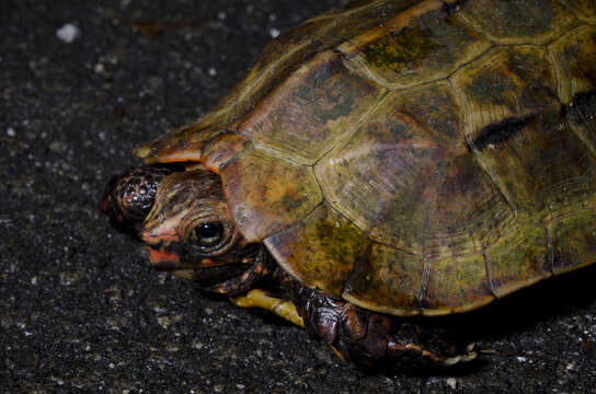 Image of Ryukyu Black-breasted Leaf Turtle