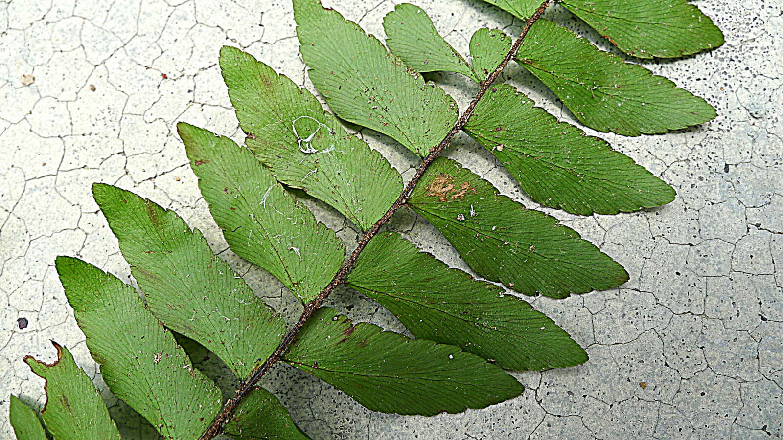 Imagem de Adiantum obliquum Willd.