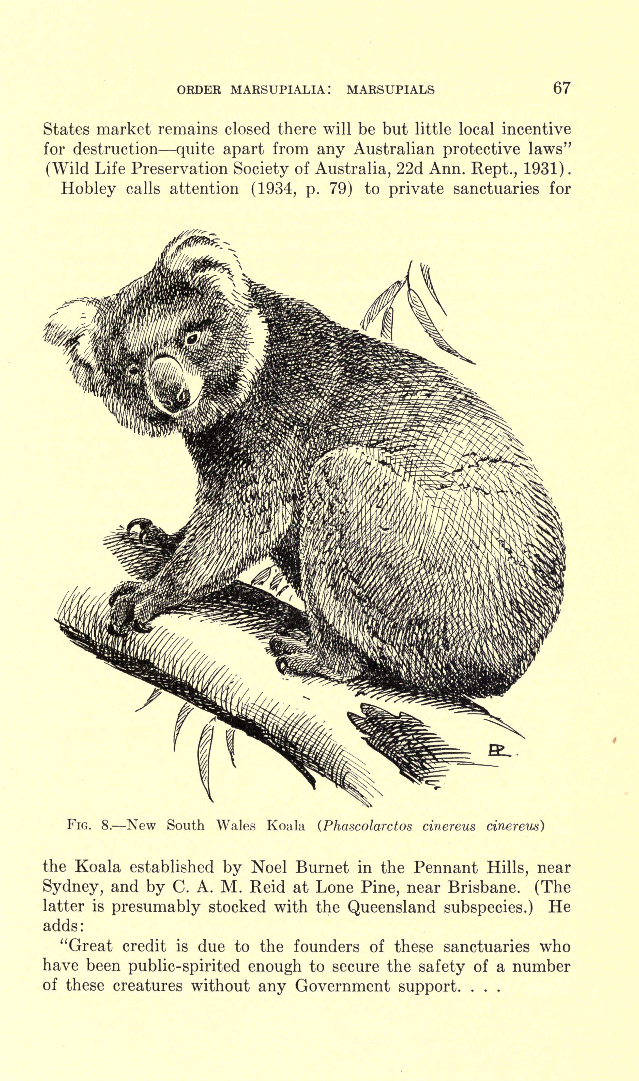 Image of koalas