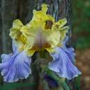 Image of Iris germanica Hypnotic Melody