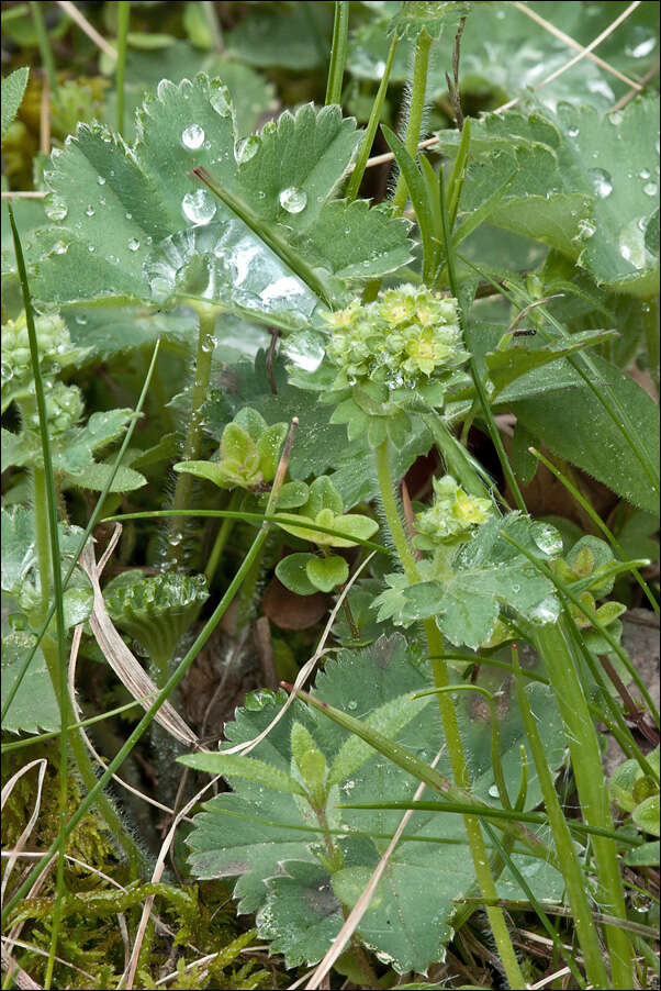 صورة Alchemilla glaucescens Wallr.