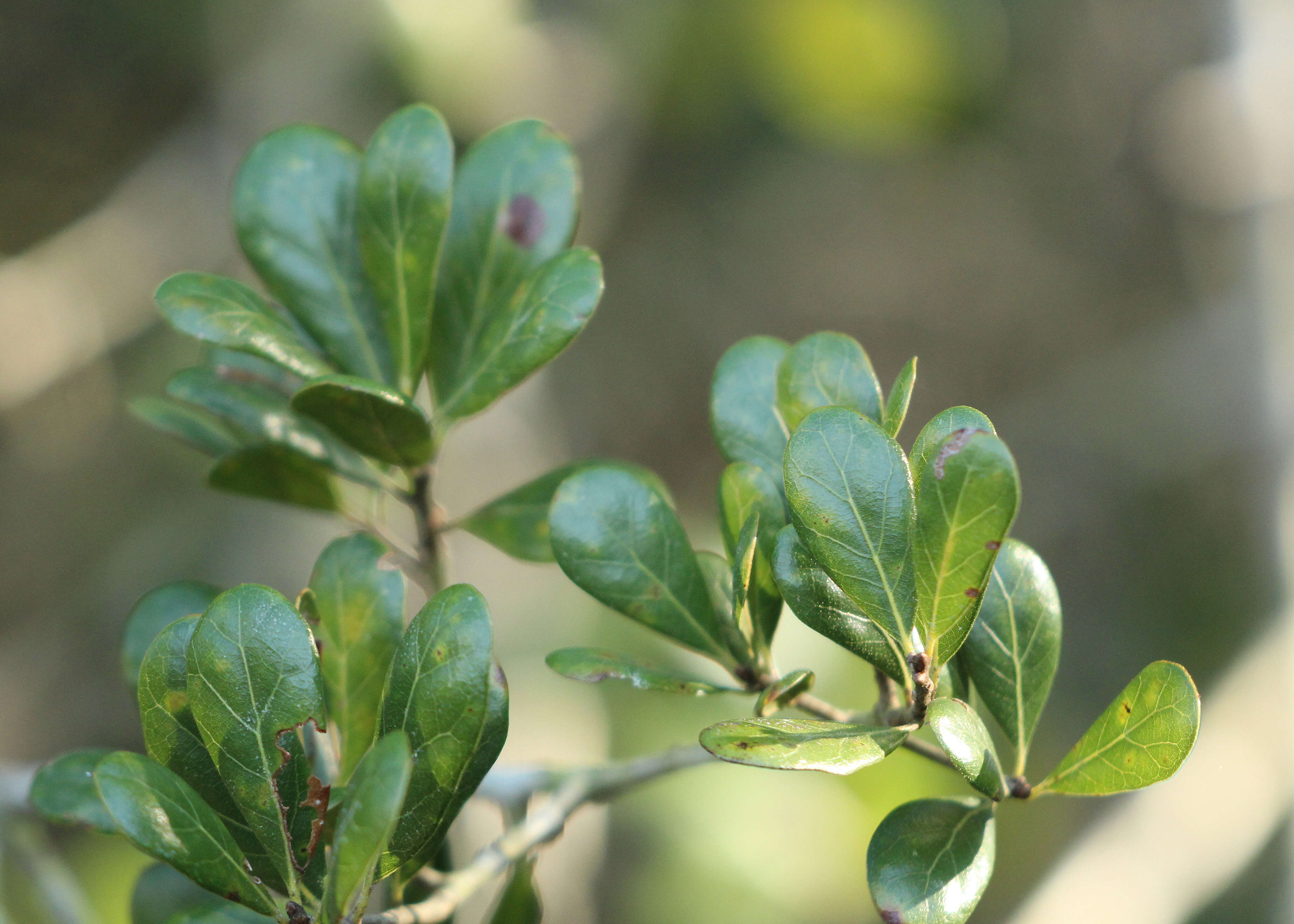 Слика од Quercus myrtifolia Willd.