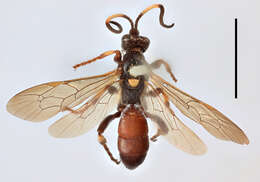 Image of Ichneumon