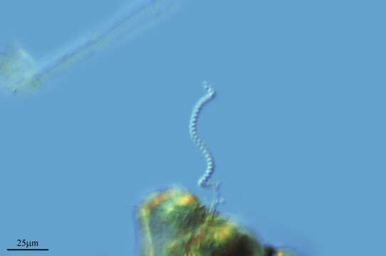 Image of Spirulina subsalsa