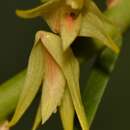 Imagem de Dendrobium indragiriense Schltr.