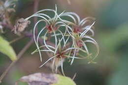 Image of Clematis hedysarifolia DC.