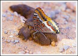 Image of Two-tailed Pasha