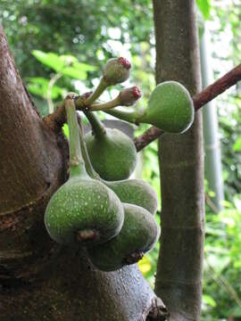 Imagem de Ficus auriculata Lour.