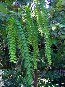 Image of Phyllodium longipes (Craib) Schindl.