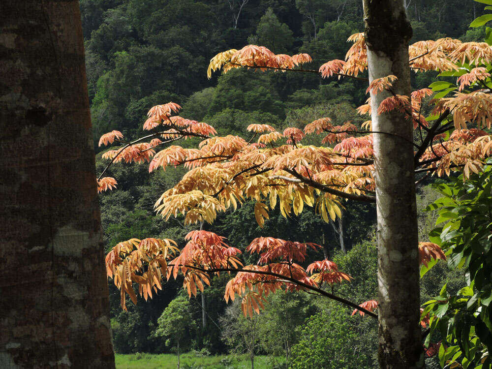 Image of ceiba