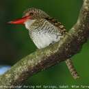 Image of Banded Kingfisher