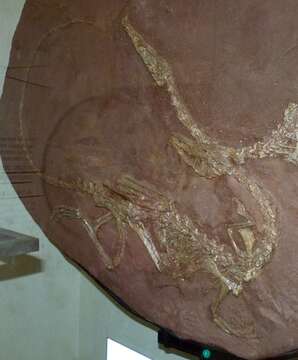 Plancia ëd Coelophysis Cope 1889