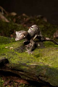 Image of Flat-tail geckos