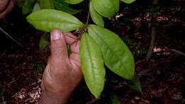 Image of Gymnanthes glabrata (Mart.) Govaerts