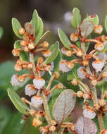 Image of coastal plain staggerbush