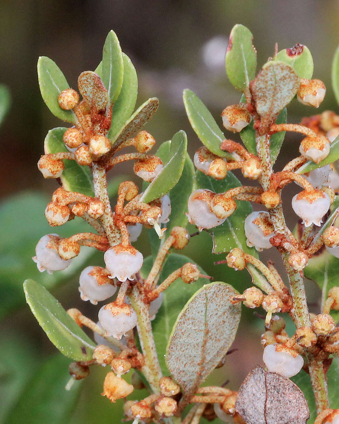 Image of coastal plain staggerbush