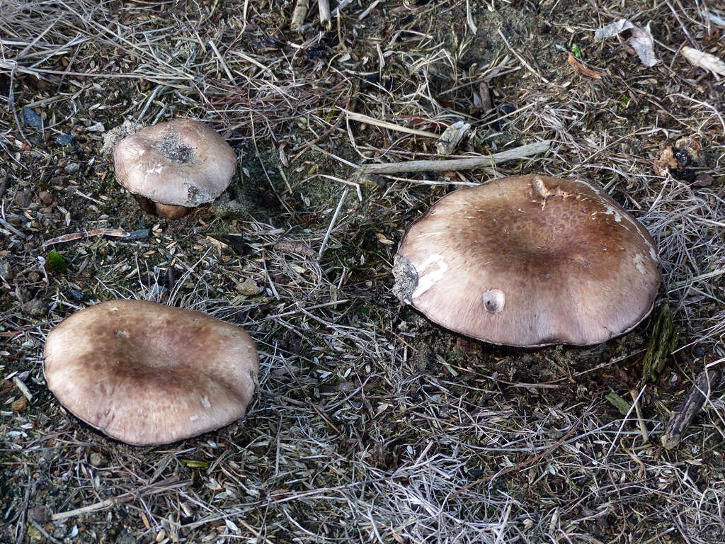 Image of Agaricus austrovinaceus Grgur. & T. W. May 1997