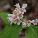 Sivun Apocynum androsaemifolium subsp. pumilum (A. Gray) B. Boivin kuva