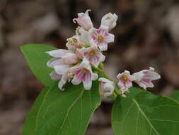 Image of Apocynum androsaemifolium subsp. pumilum (A. Gray) B. Boivin