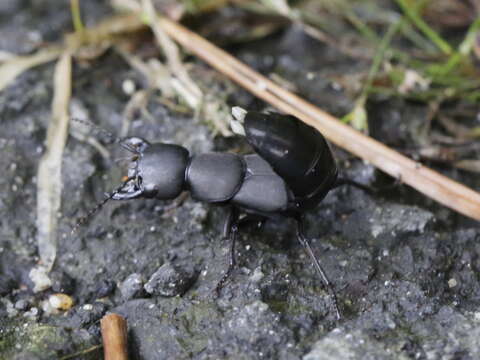 Image of Devil's Coach Horse