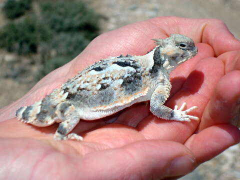 Image of Desert Horned Lizard