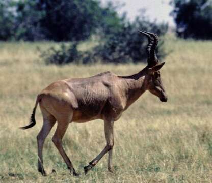 Image of Hartebeest