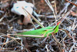 Image of Orthoptera