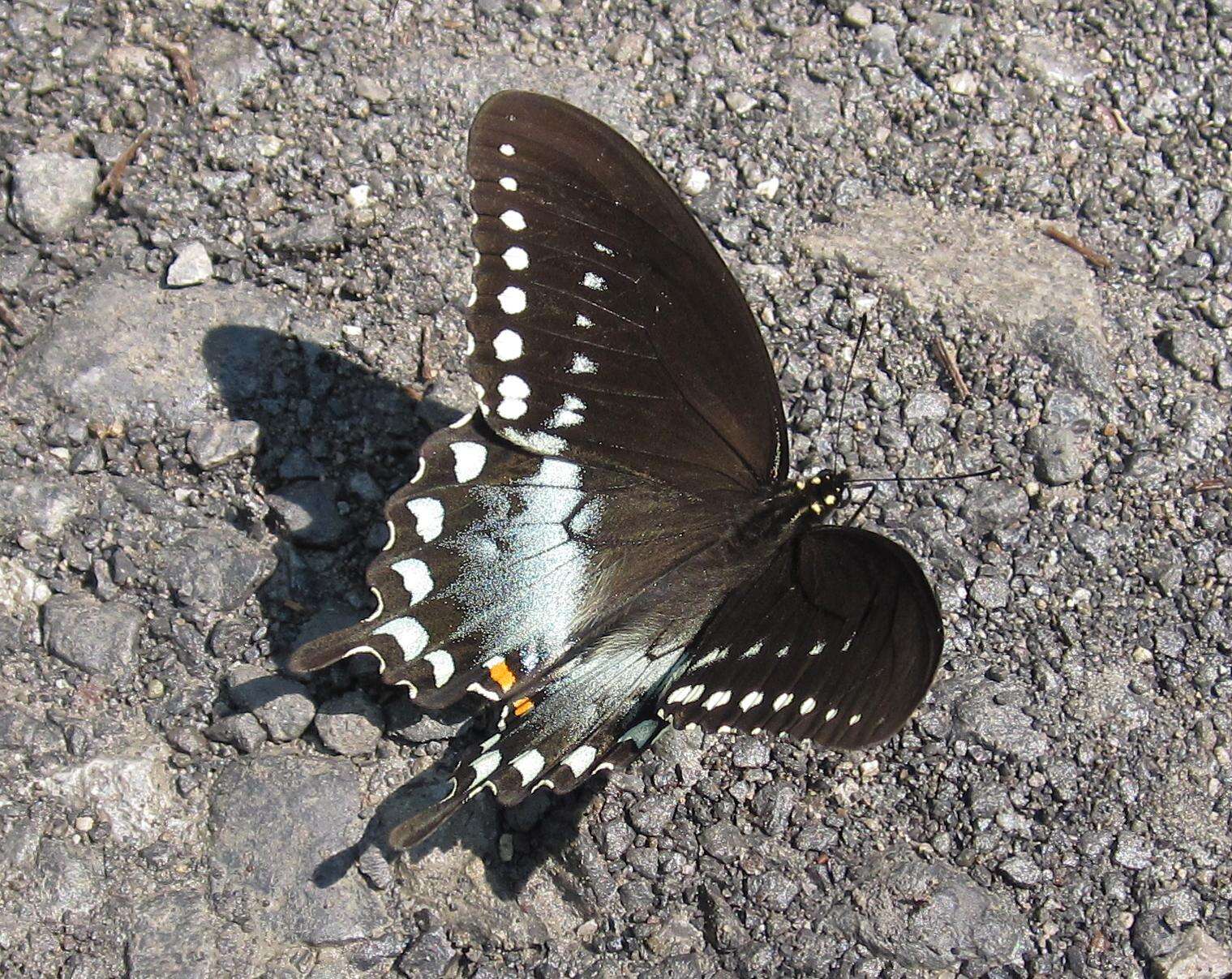 Papilio troilus Linnaeus 1758 resmi