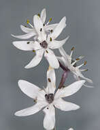 صورة Wurmbea biglandulosa (R. Br.) T. D. Macfarl.