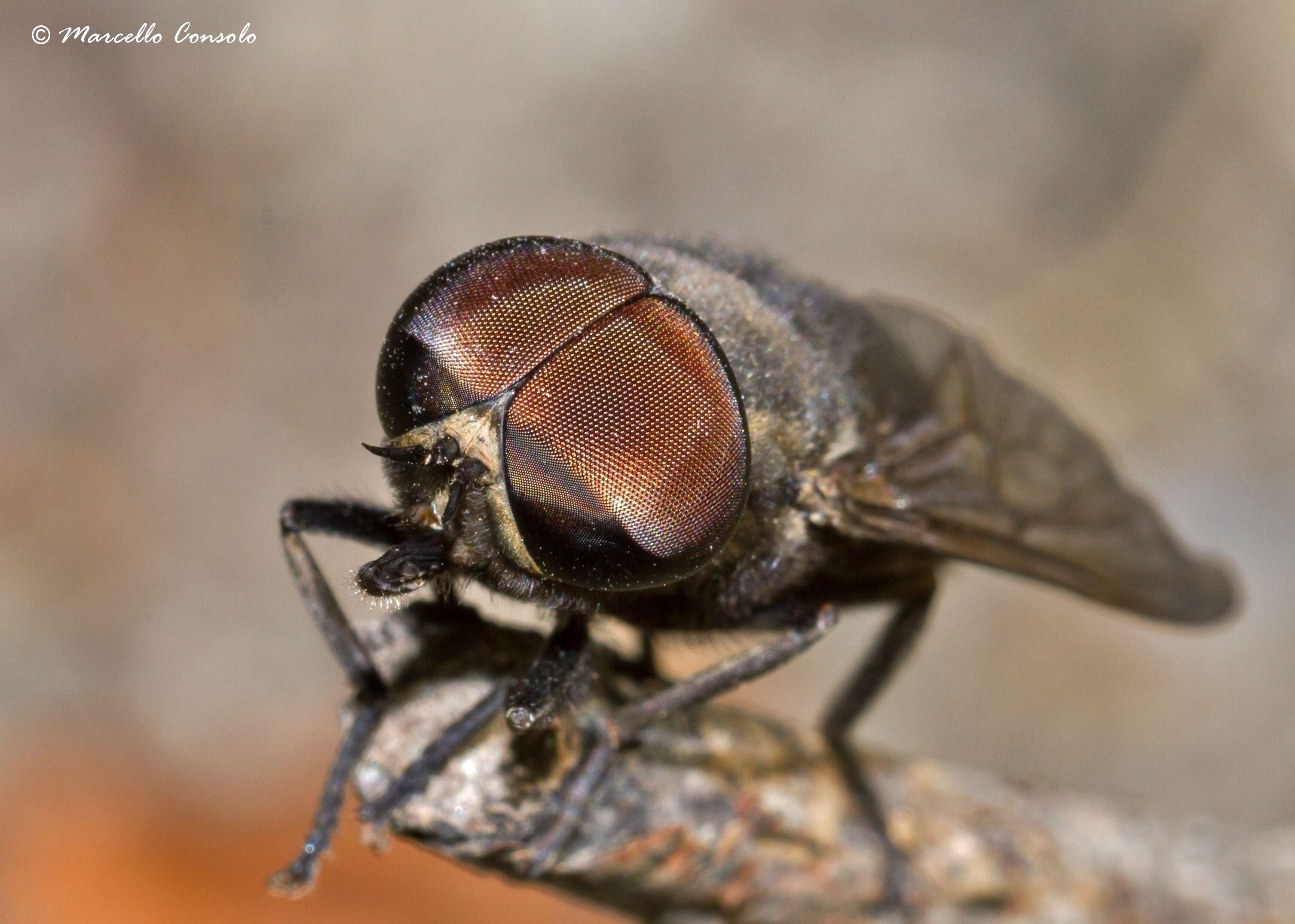 dark giant horsefly - Encyclopedia of Life