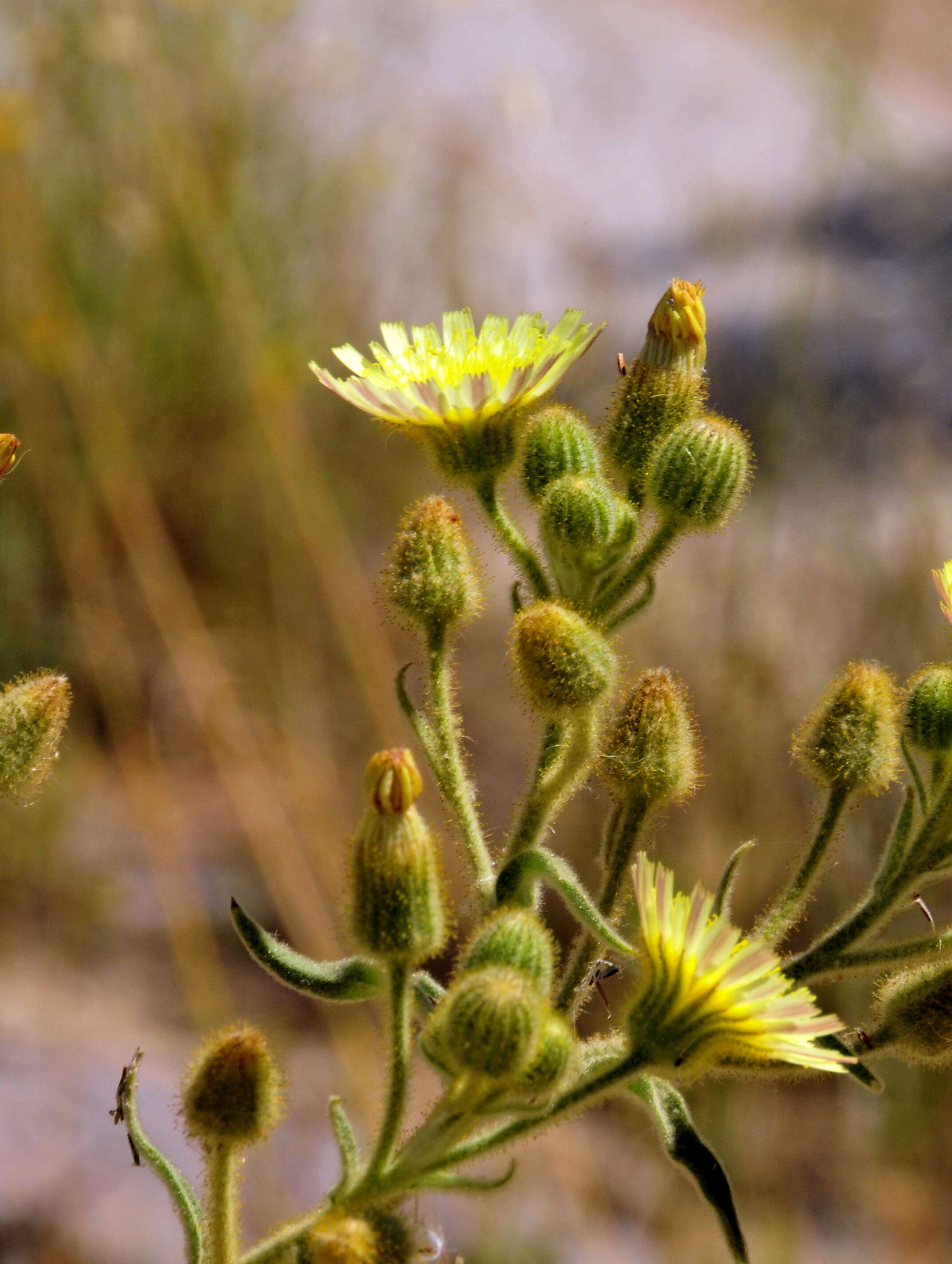 Image of Andryala integrifolia L.