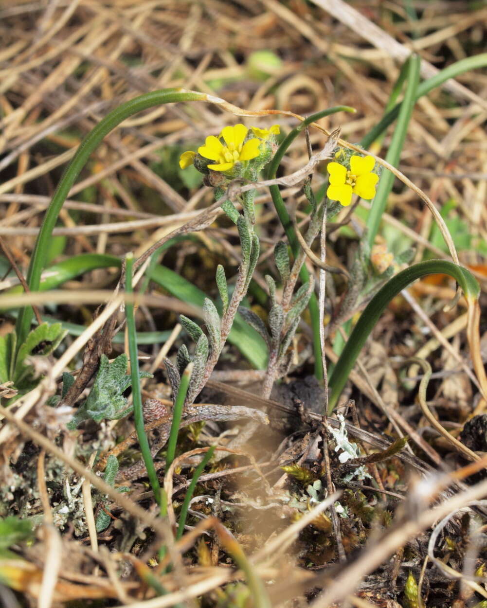 Sivun Alyssum montanum subsp. montanum kuva