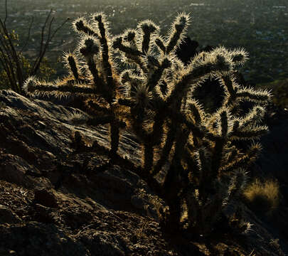 Image of buck-horn cholla