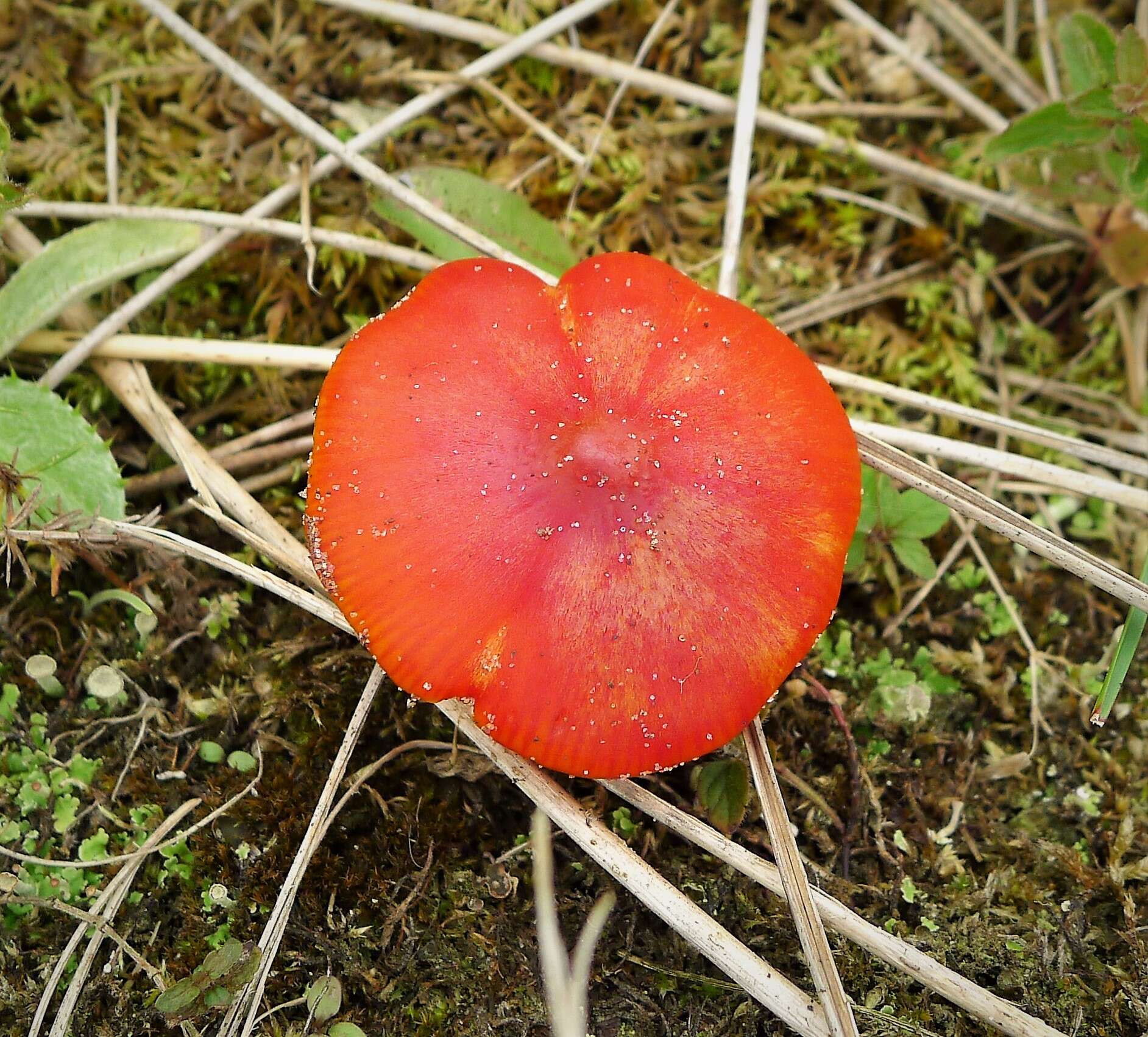 Image de Hygrocybe