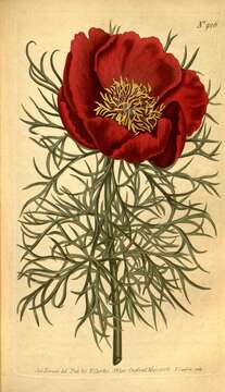 Image of peony